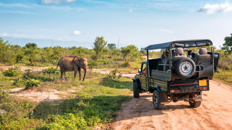 Luxury Safari Tours 2025 The Ultimate Guide to Exclusive Wildlife Adventures